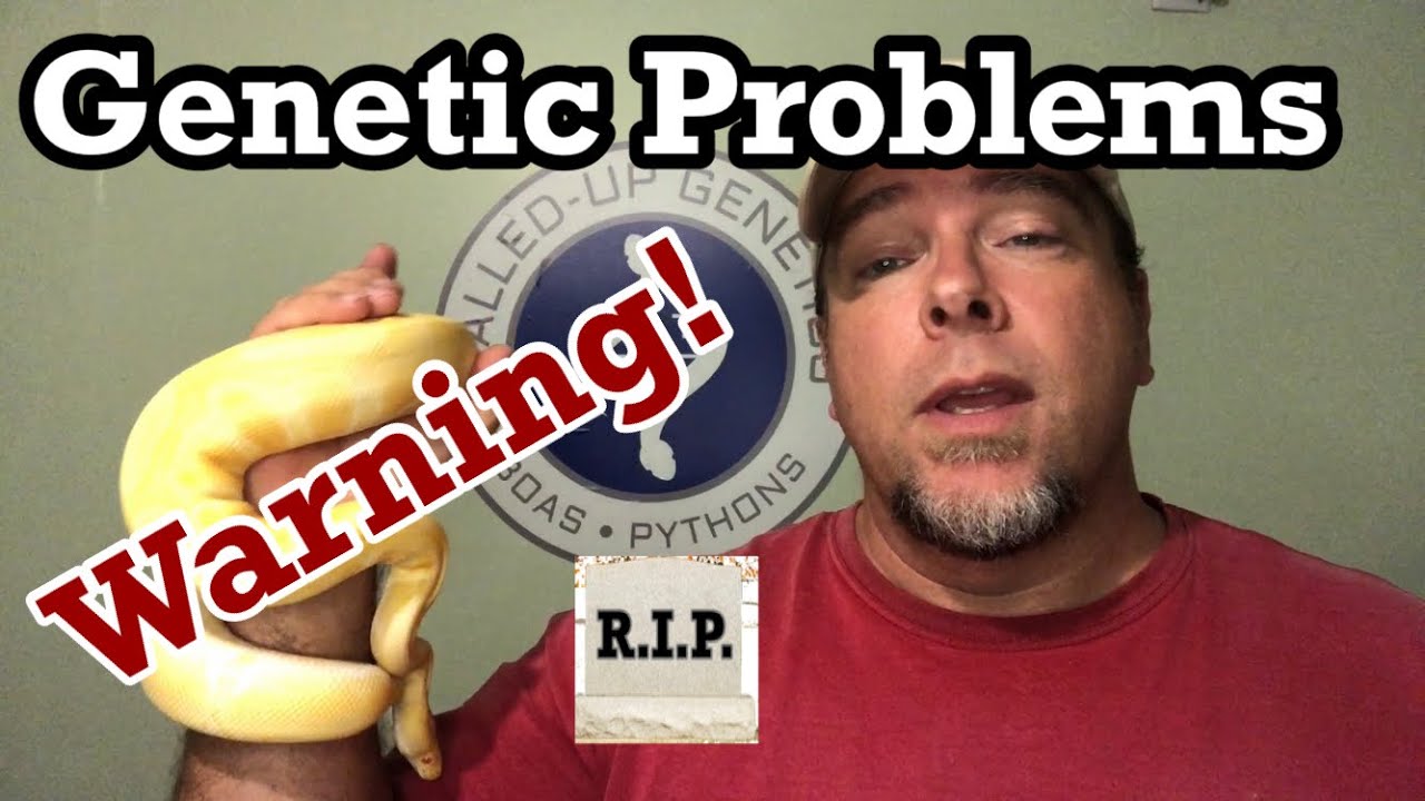 Ball python Genetic problems