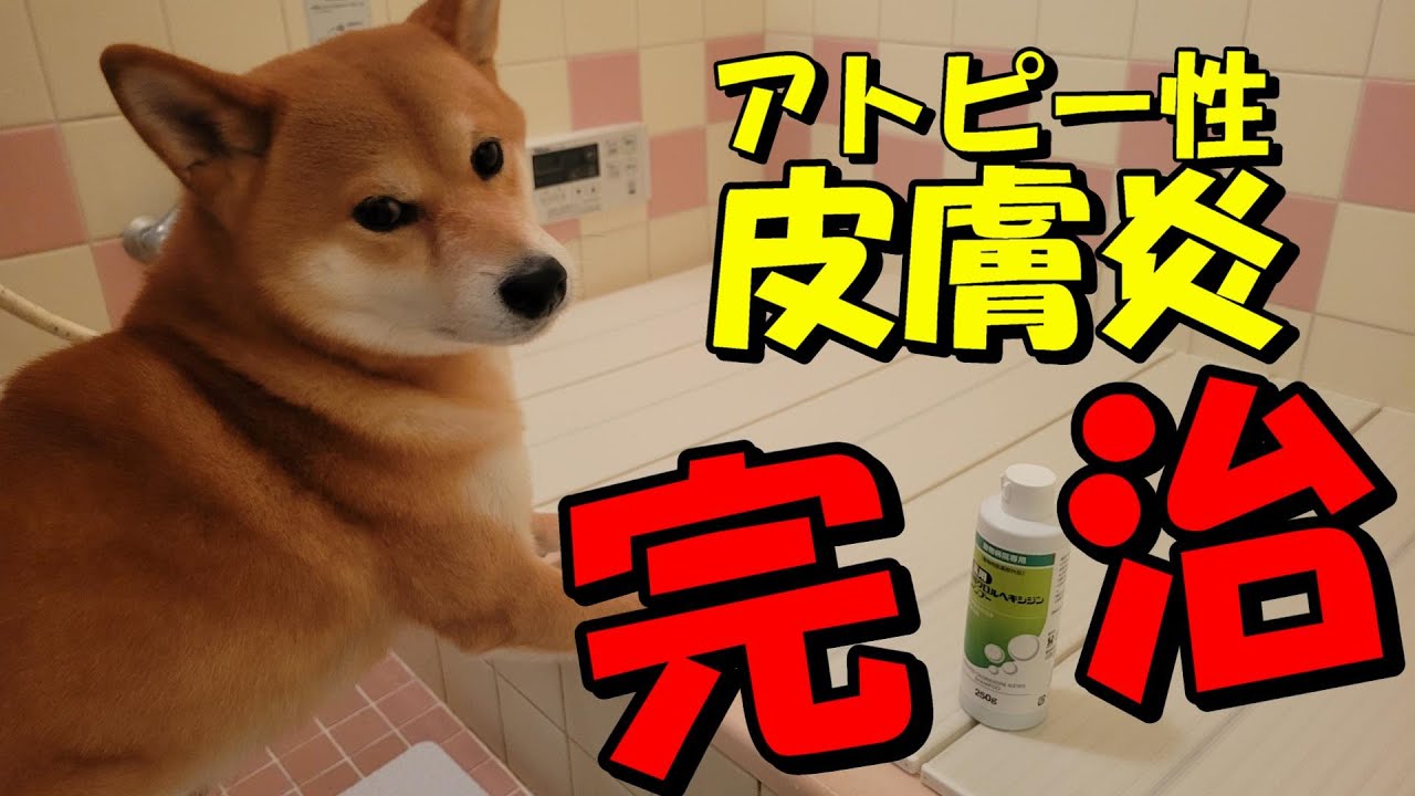 【アトピー性皮膚炎対策】シャンプーを変えただけなのに!?🐶　　　[Complete cure of atopic dermatitis] I just changed the shampoo !? 🐶