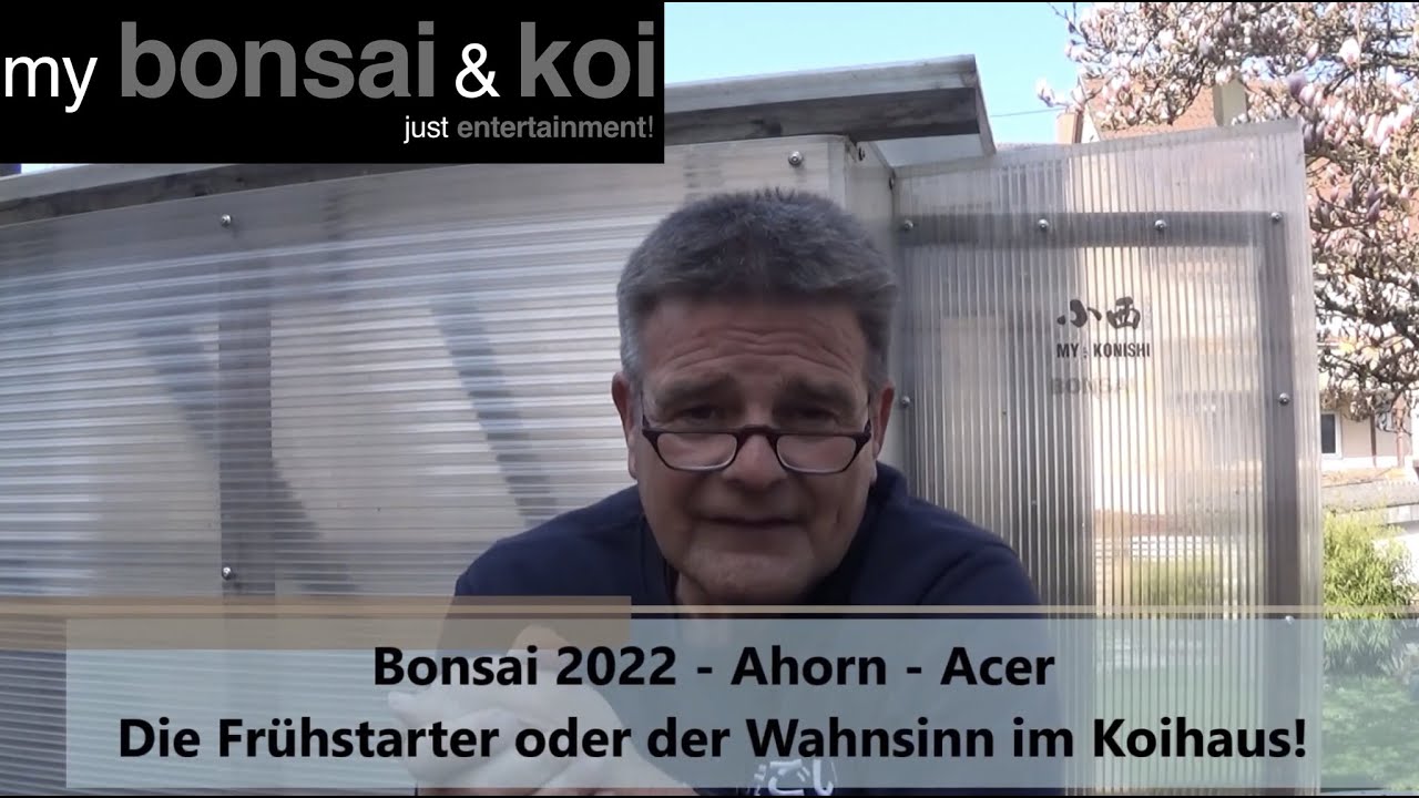 Bonsai 2022-16 - Ahorn - Acer - Die Frühstarter oder der Wahnsinn im Koihaus!