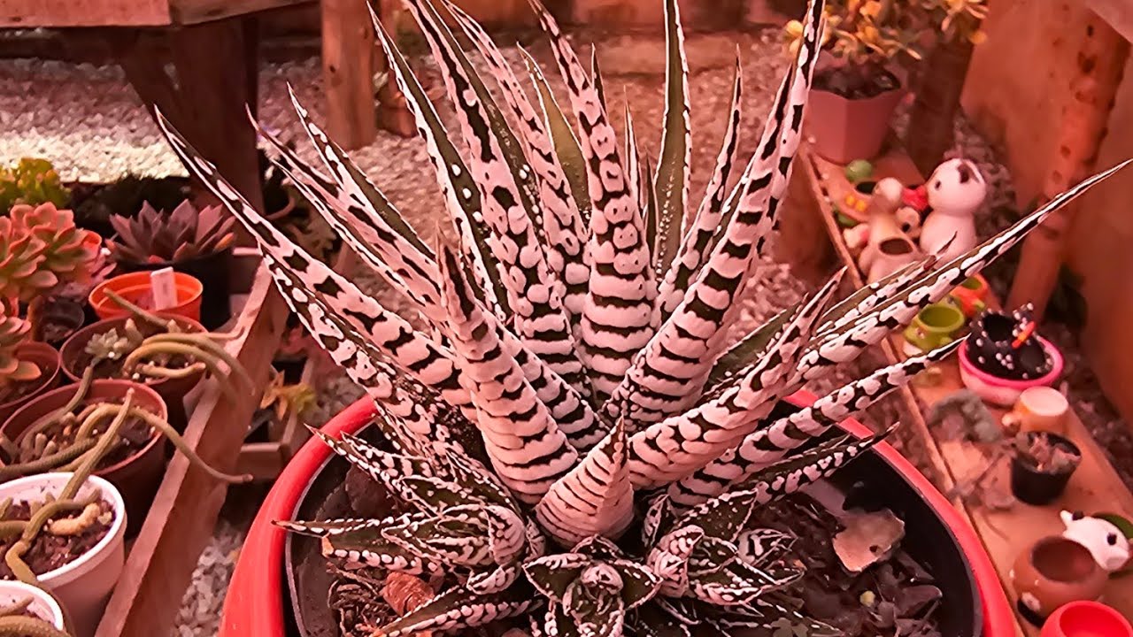30 SUCULENTAS  COM IDENTIFICAÇÃO # PEDIDOS DA SEMANA #plantas