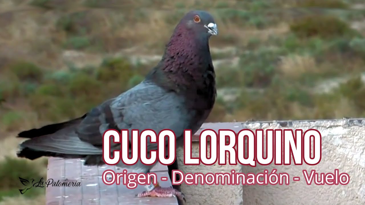 Cuco Lorquino Origen Denominación Vuelo