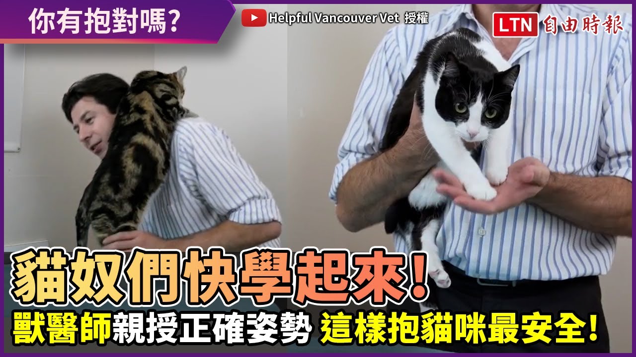 貓奴們別再抱錯了！獸醫師親授抱貓的正確姿勢 這些要點要注意！