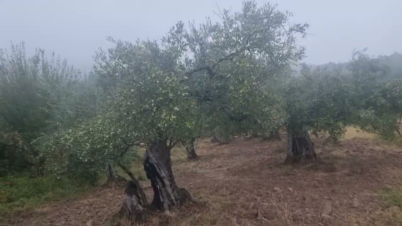 Que buenas aceitunas 