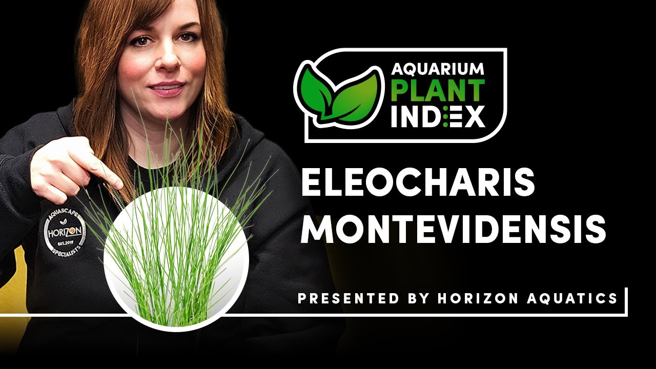 Все, что вам нужно знать о Eleocharis Montevidensis