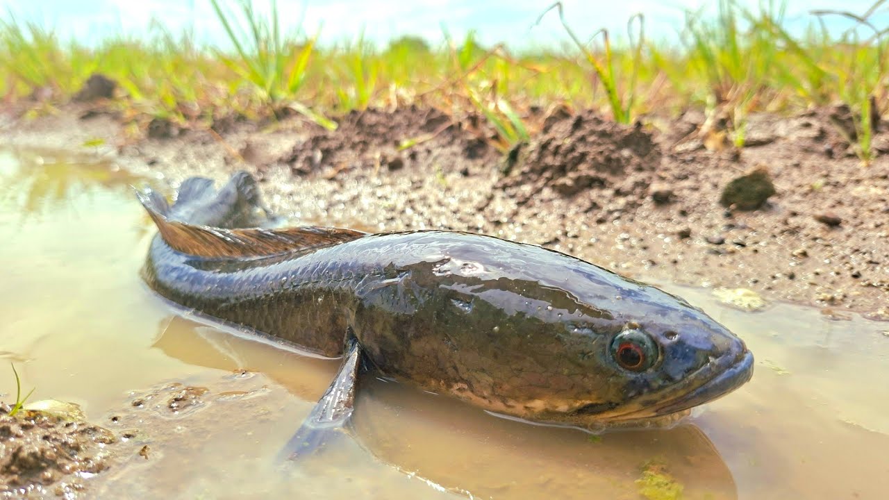 Top amazing fishing videos: Fisherman catches many fish in the grass by hand