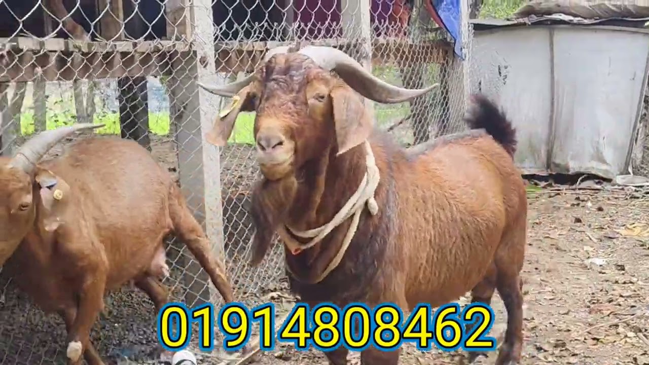 বিশ্বের সেরা ছাগল রেড কালাহারি। World famous goat red Kalahari.