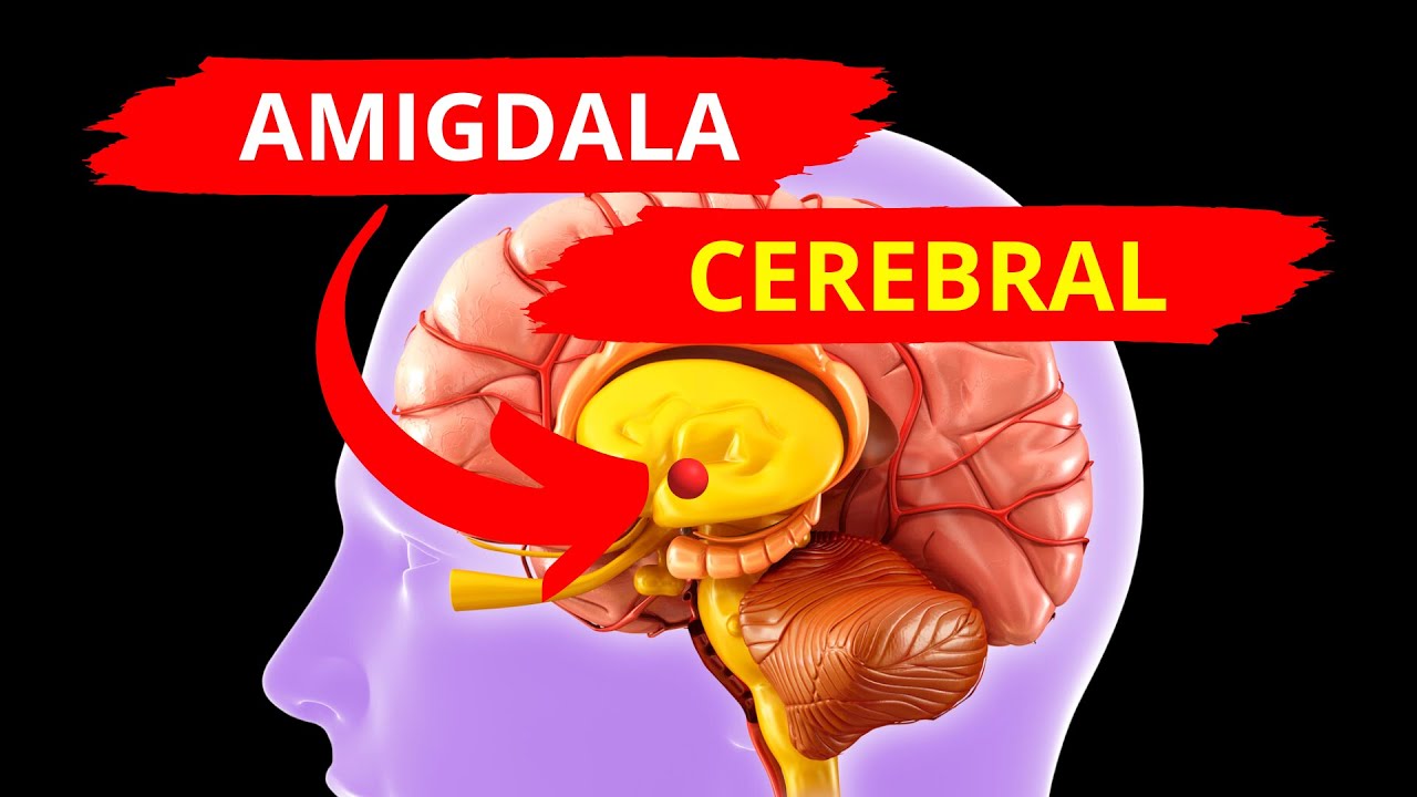 🔴LA AMIGDALA CEREBRAL | 🧠NEUROCIENCIA