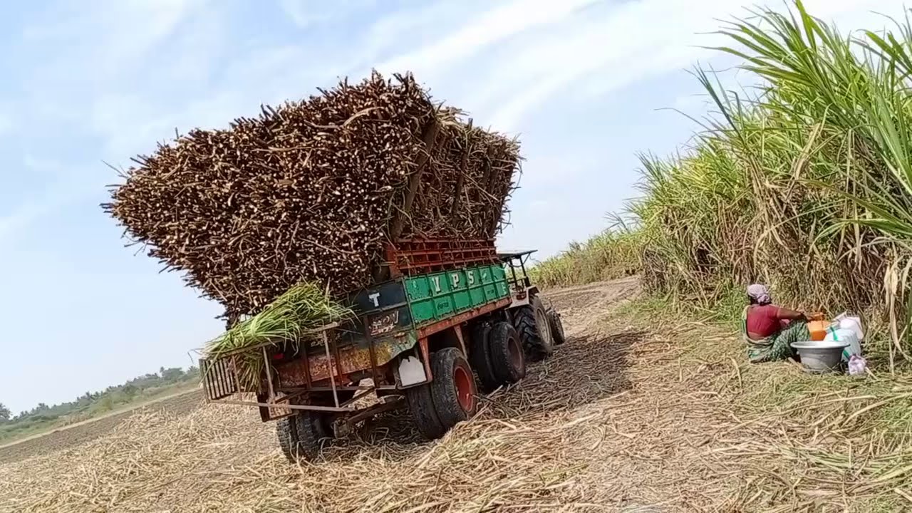 Powerful Hindustan Tractor 🚜and🚜 Swaraj Tractor karumbu load pickup