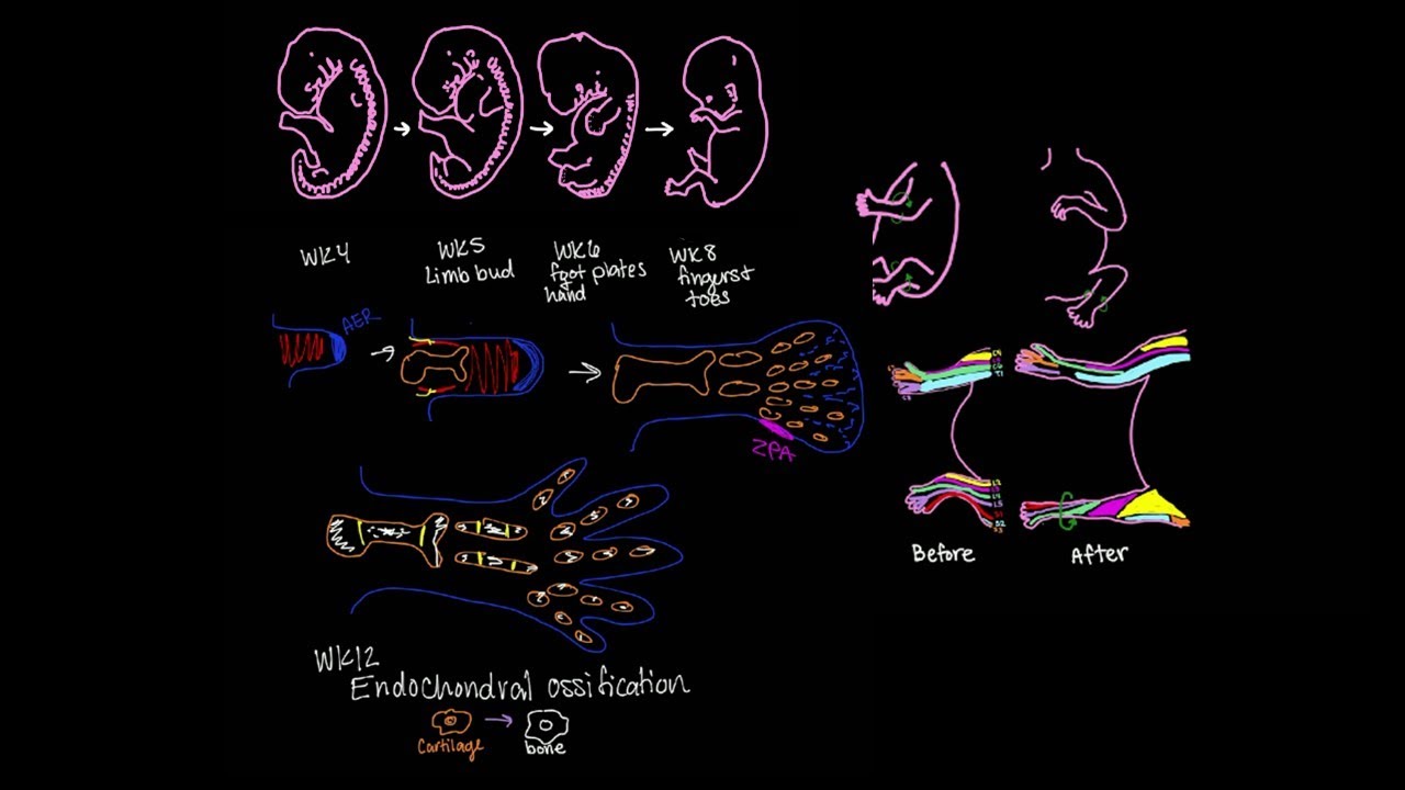 Embryology: Limb Development and Growth