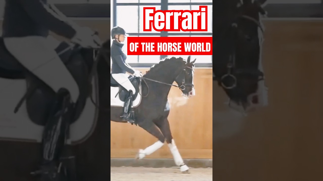 Discover the Warmblood: The Ultimate Sport Horse 💪 #Horsebreeds #Shorts #Warmblood #Equestrian
