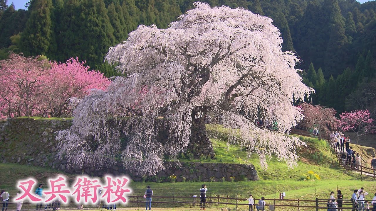 “樹齢３００年”圧巻の一本桜『又兵衛桜』が見ごろ　奈良・宇陀市（2021年4月1日）