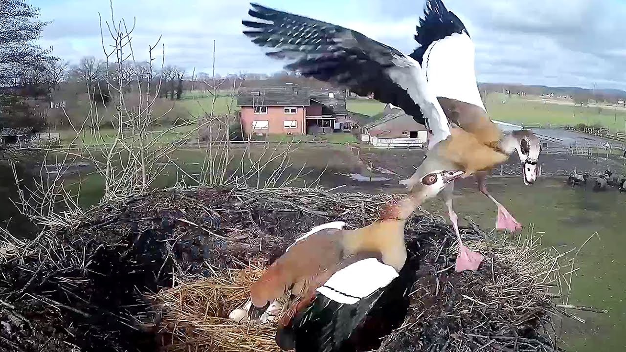 Die Nilgans schützt das Nest~2023-02-19~Storchennest am Menkebach