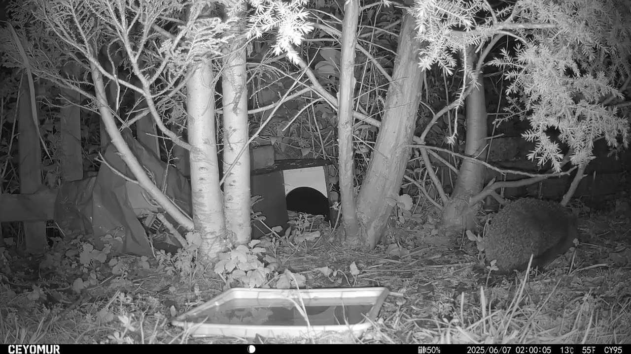 06/06/2025 - Peaceful night of snuffling