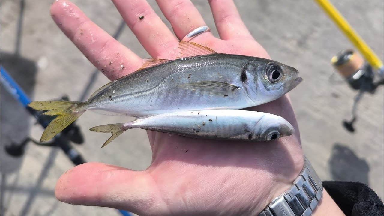 Yeni başlayanlar için Çapari nasıl bağlanır. #fishing #keşfet #istavritavı #çapari #boğaz 