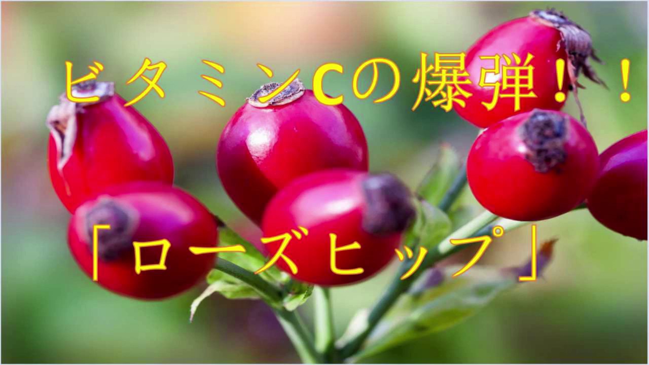 【ローズヒップ】ビタミンＣの爆弾！　レモンの20倍～40倍もあるハーブ