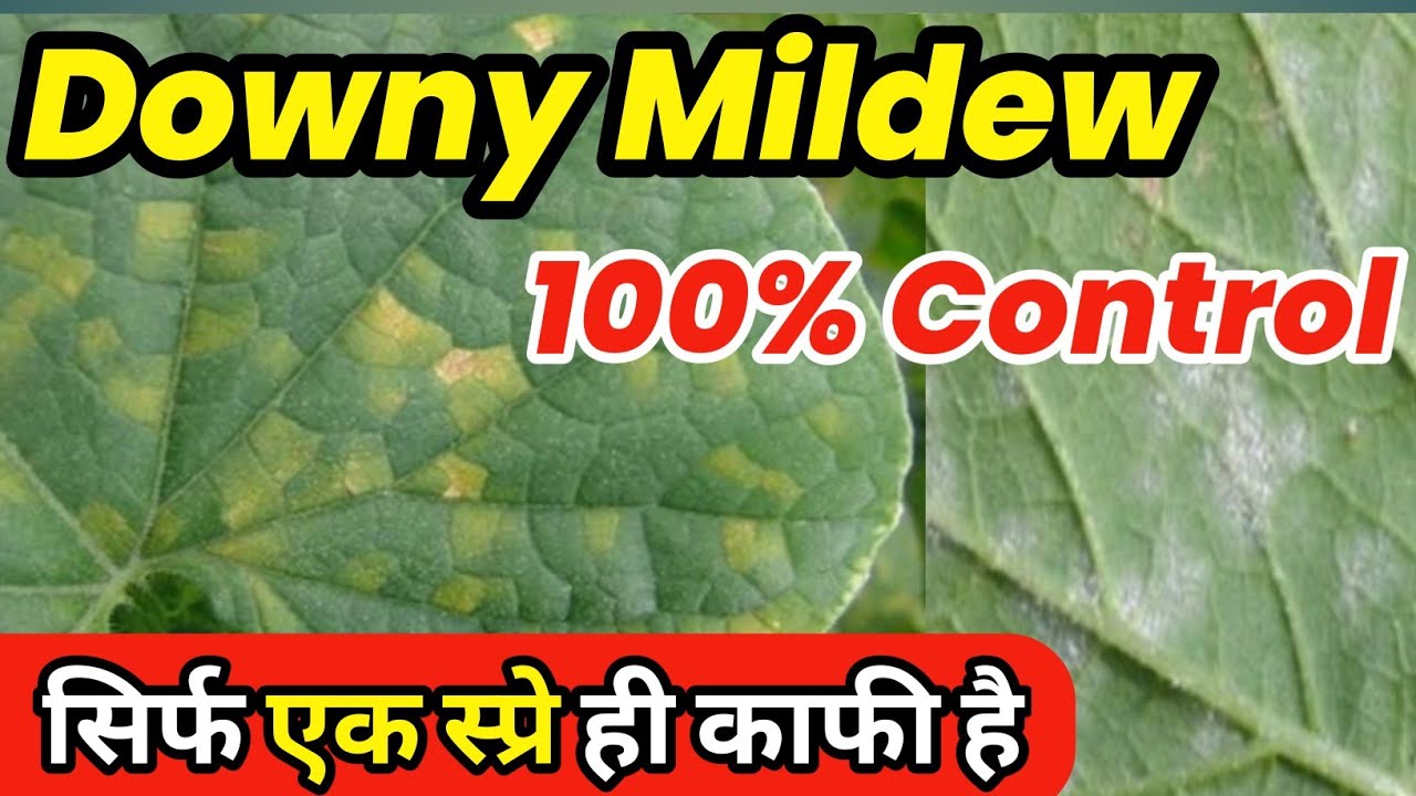 Downy Mildew control|| डाउनी मिलड्यू || Kheera ki kheti ||singenta fangicaid