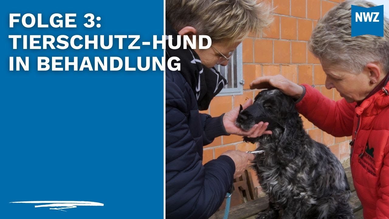 Neues von Carmen Hanken: Knieschmerzen beim tauben Eddy