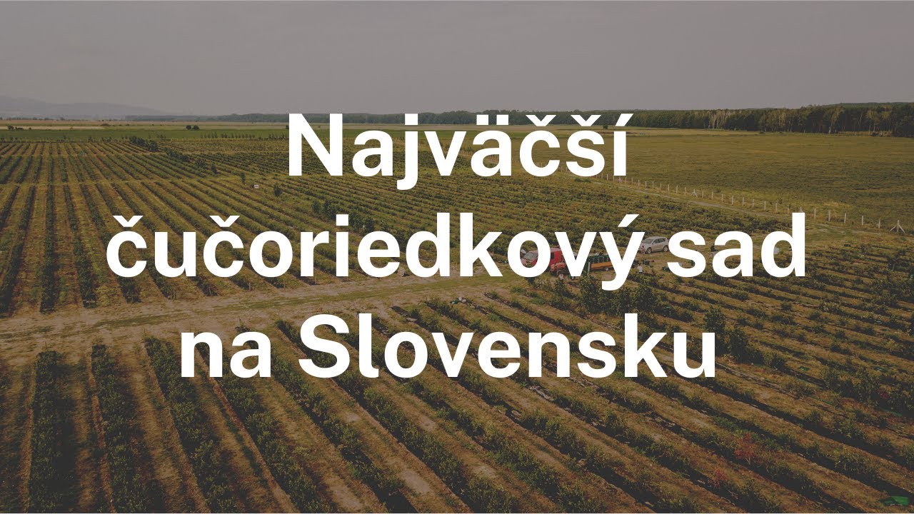 Najväčší čučoriedkový sad na Slovensku
