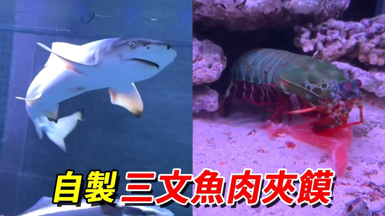 鯊魚吃肉夾馍！螳螂蝦錘魚丸！我被鯊魚打臉到嘴瓢……【王小怪】