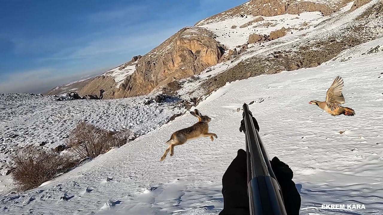 KARDA TAVŞAN KEKLİK AVI  #hunting #harehunting #wildlife #охота #huntingseason