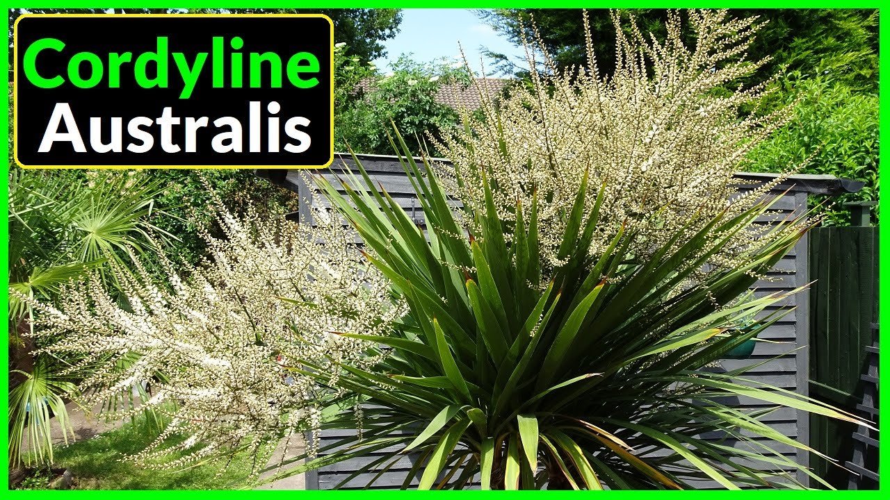 How To Grow Cordyline Australis in the UK (Plant Care Tips)