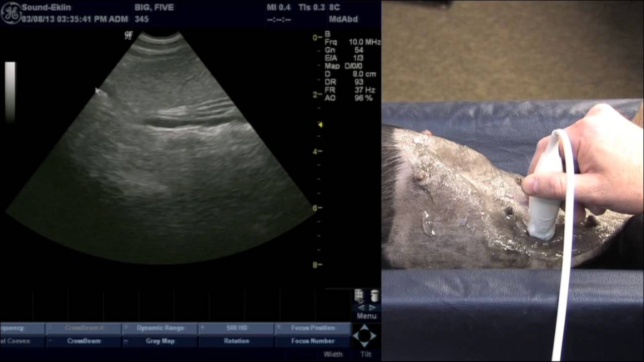 Scanning the K9 Spleen Section 05