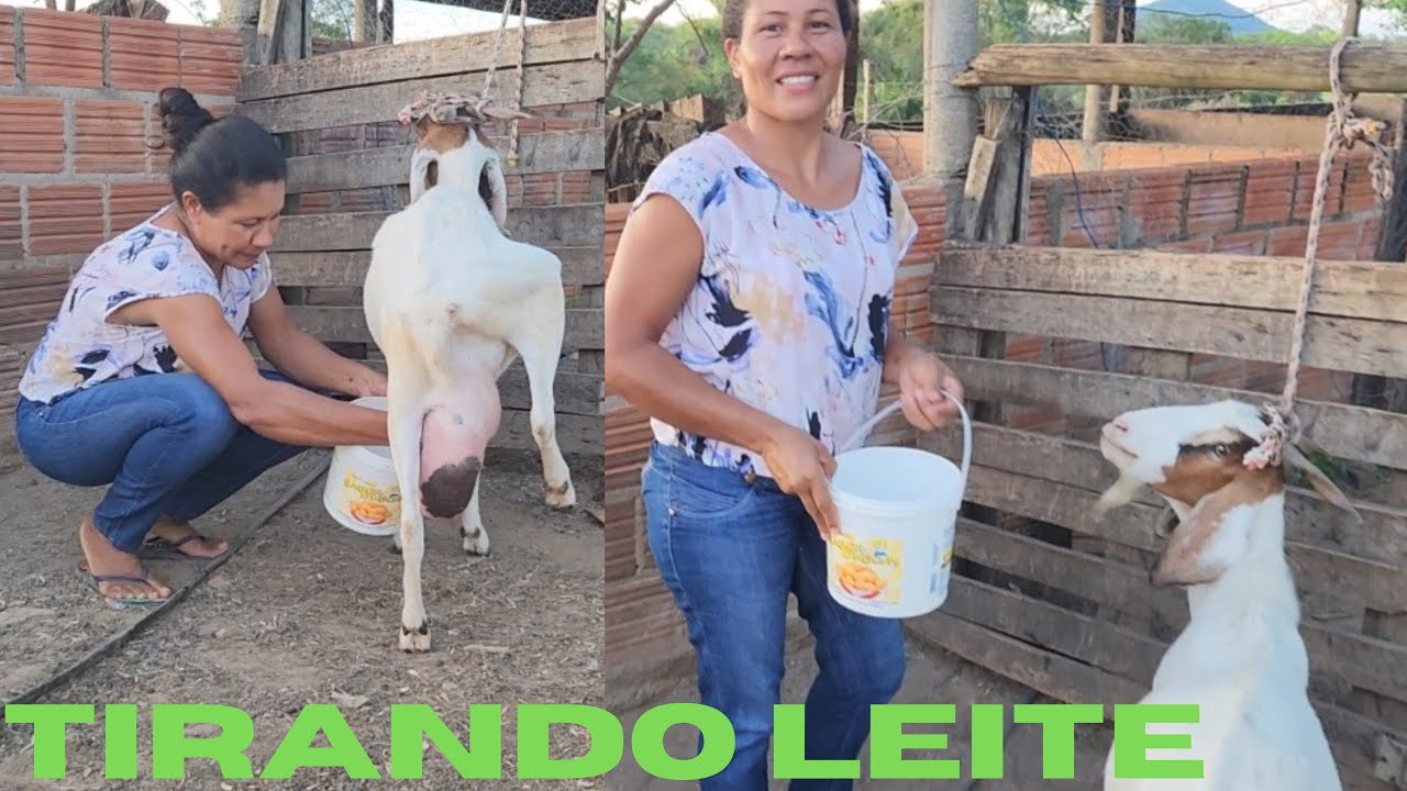 TIRANDO LEITE PELA PRIMEIRA VEZ. TIRANDO LEITE NA MÃO A MODO ANTIGO.