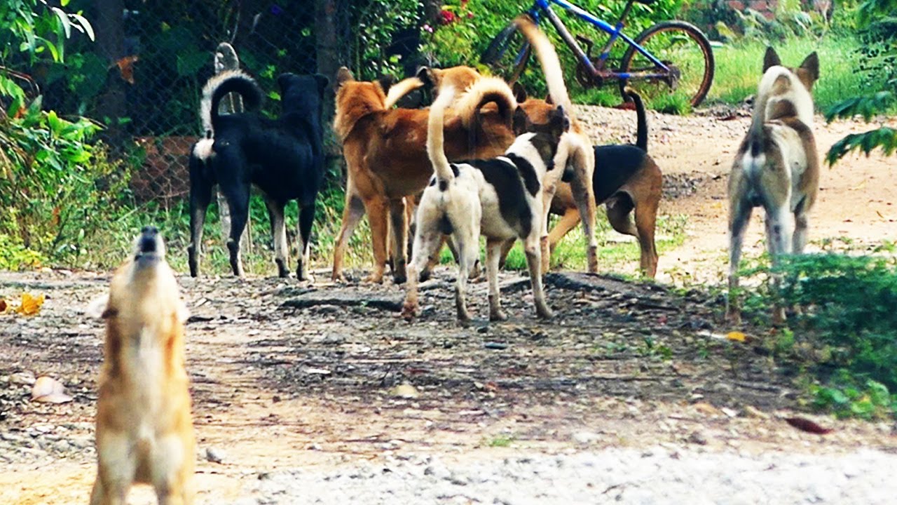 Dogs are aggressive 2 || # 2340  Nature Show