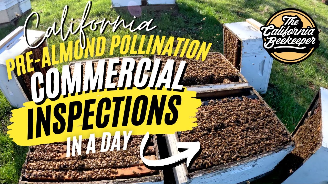Pre-Almond Pollination Hive Inspection - First inspections of the New Year- Beekeeping in California