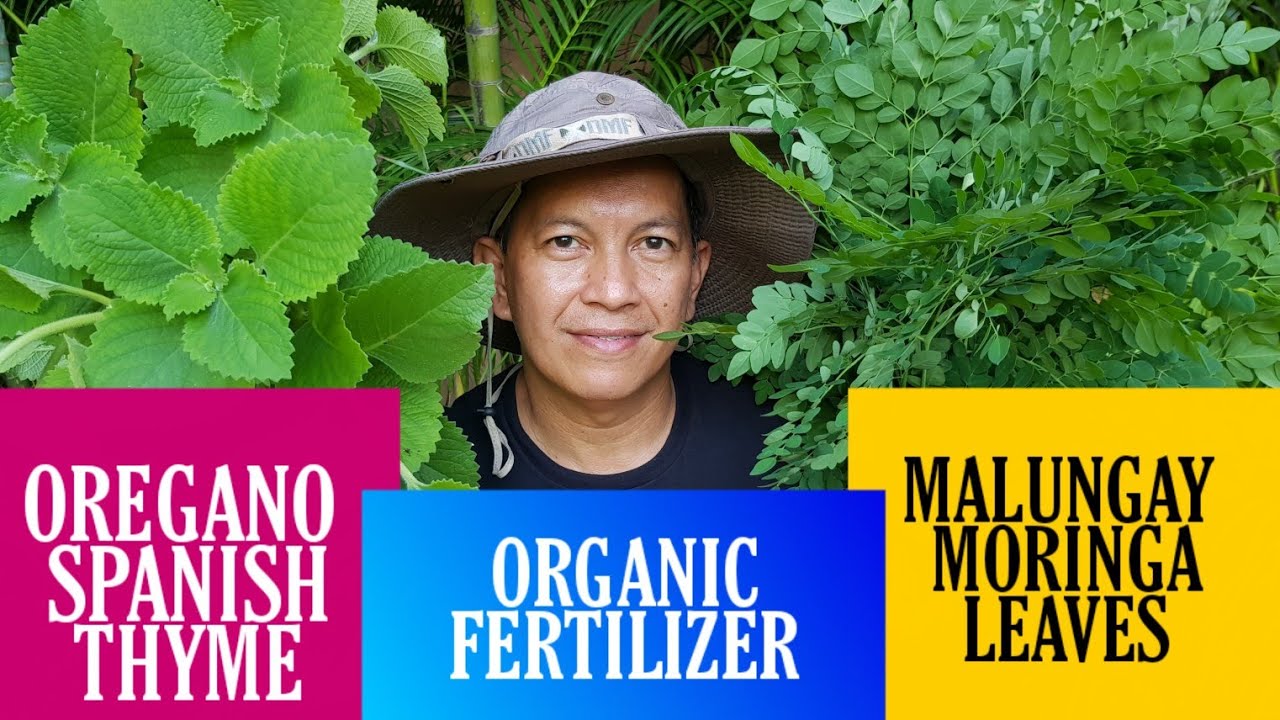 FERMENTED PLANT JUICE MORINGA LEAVES AND OREGANO (SPANISH THYME)