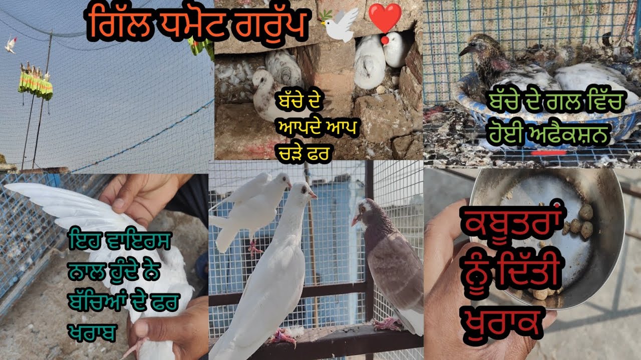 #ਗਿੱਲ ਧਮੋਟ ਗਰੁੱਪ ਬਲੋਗ 🕊️❣️