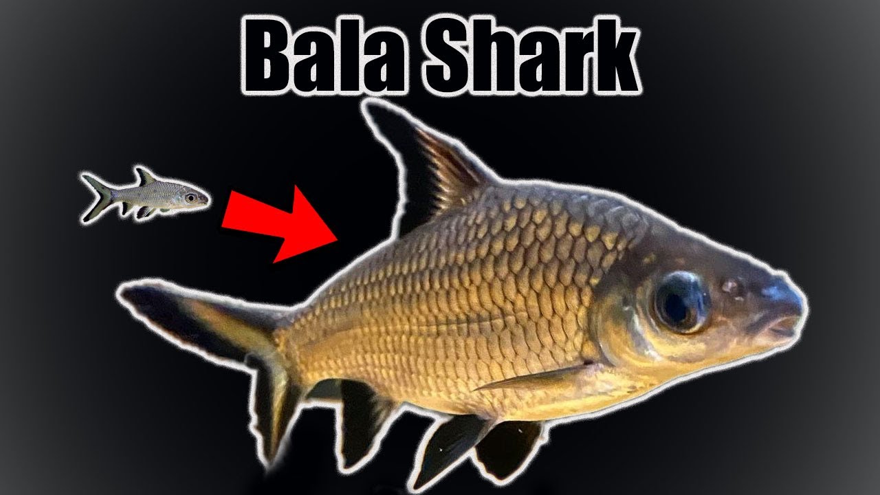 Bala Shark | Growth Rate & Evolution