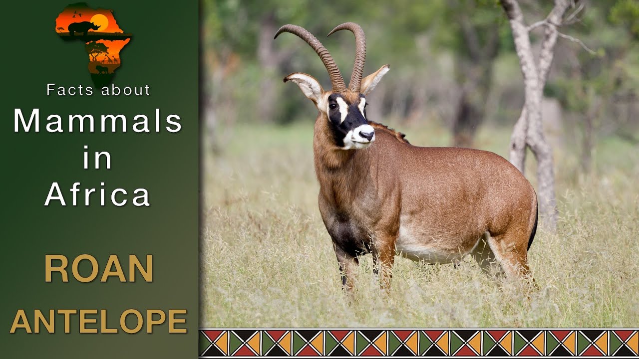Mammals in Africa, Roan Antelope, Hippotragus equinus