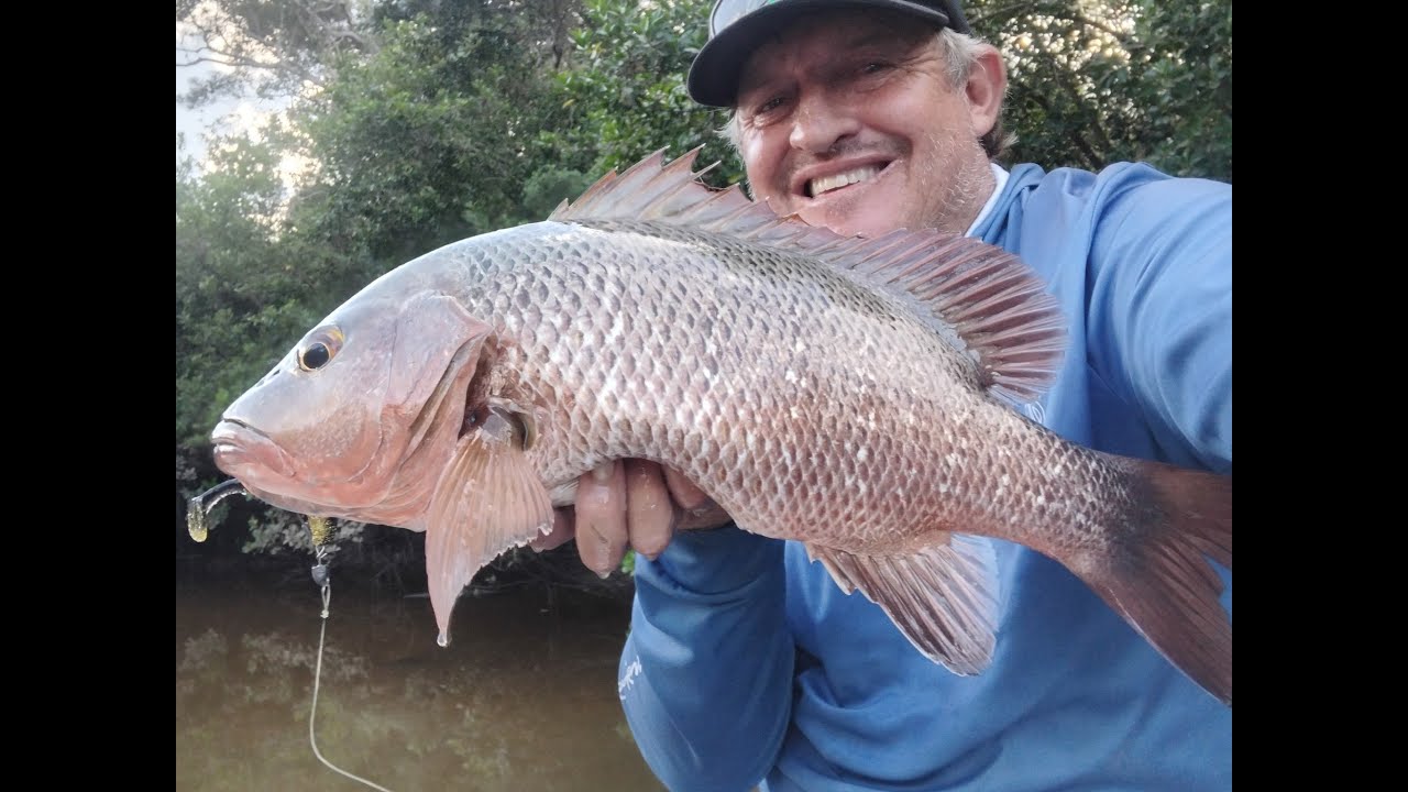 old spot produces pb mangrove jack