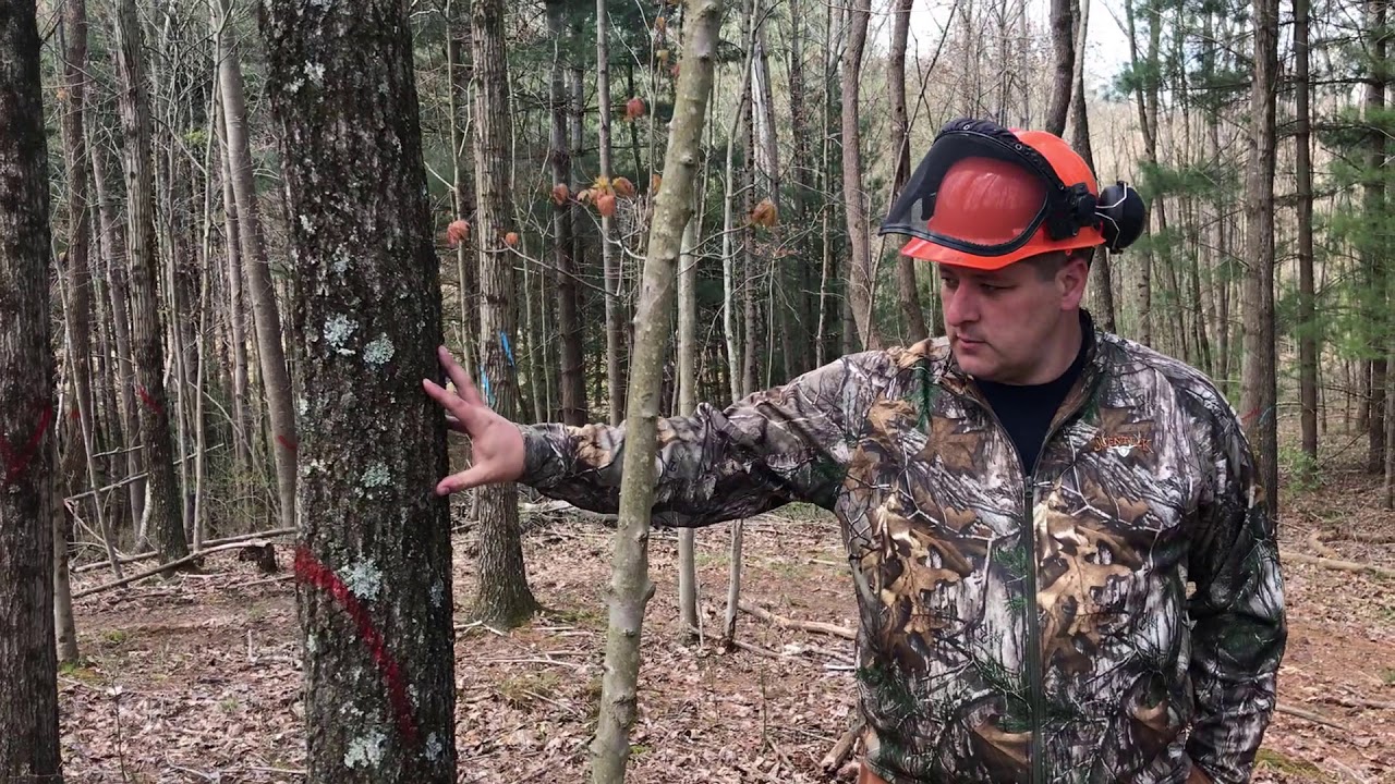Improve Your Woodland: Crop Tree Management