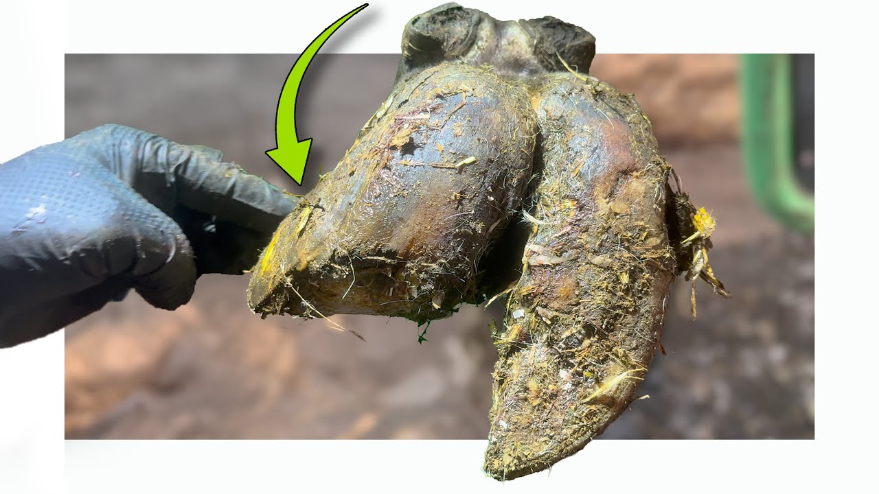 a *HUGE TWIST* in this hoof makes it POINT STRAIGHT UPWARDS 🥴