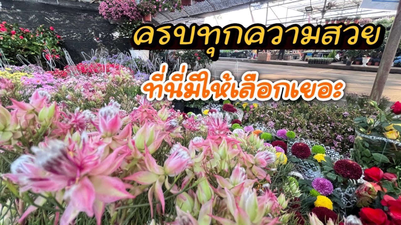 ชมไม้งาม ไม้ดอก ไม้ฟอกอาการ ไม้ด่าง ไม้ยืนต้น สวยสุดคุ้ม