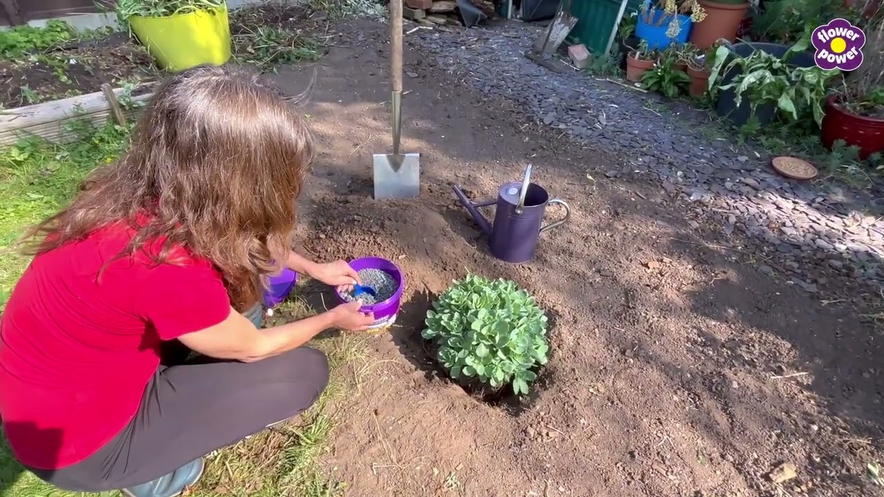 How To Move Perennials In Spring With Debi Holland. #gardening #gardentok