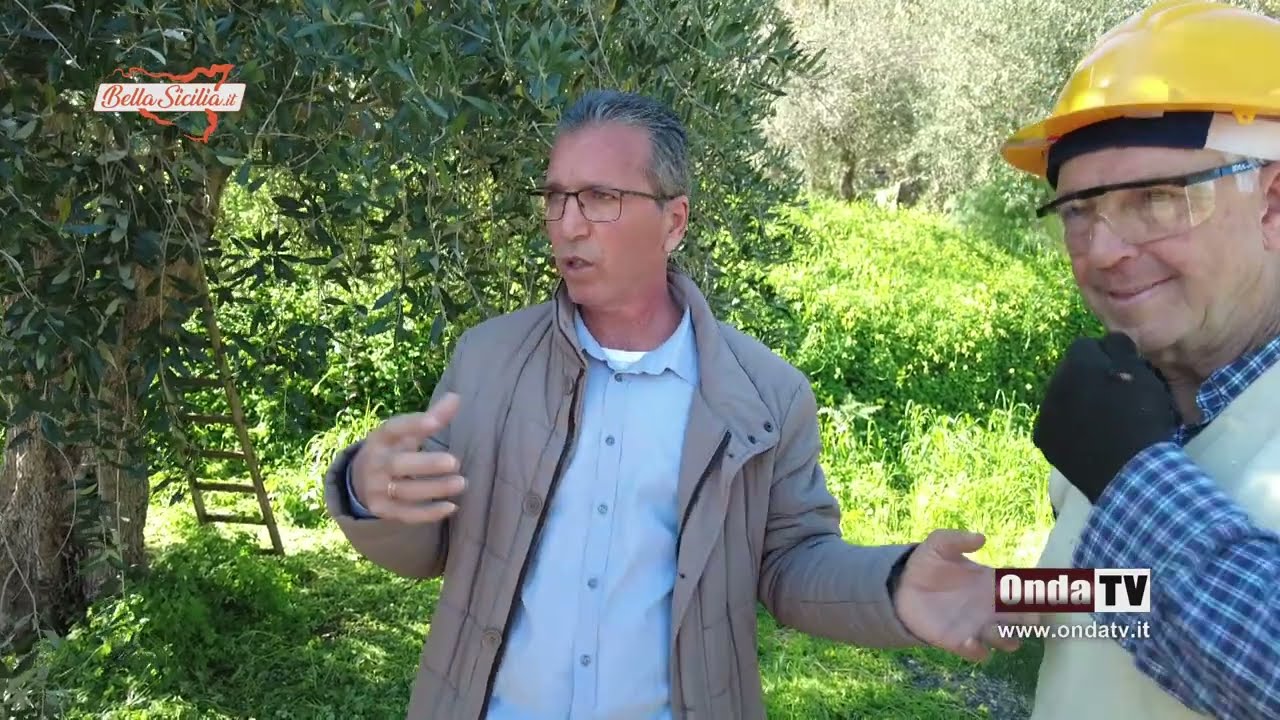 La potatura dell'albero di Ulivo, tecnica tradizionale