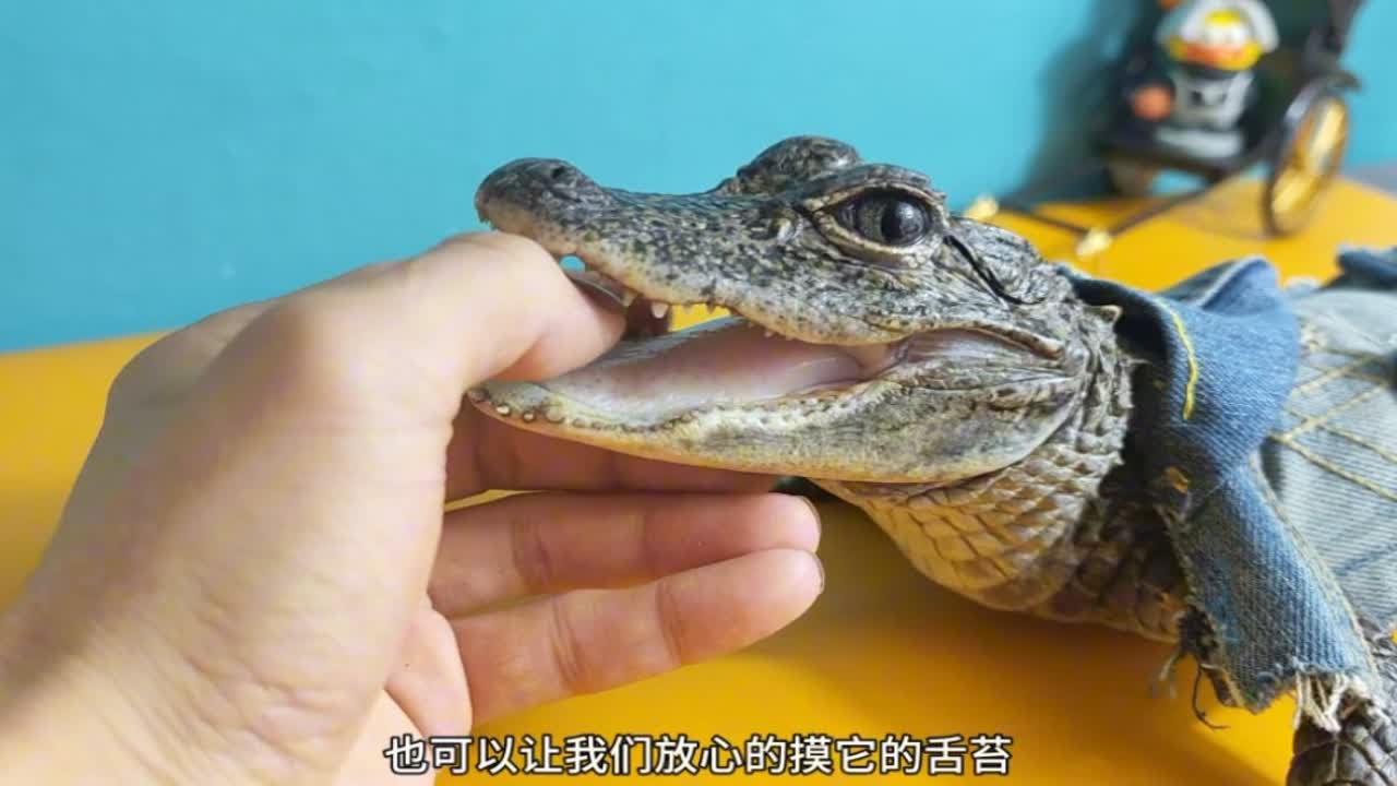 扬子鳄是不是真的很温顺我不知道，反正干饭很烫嘴