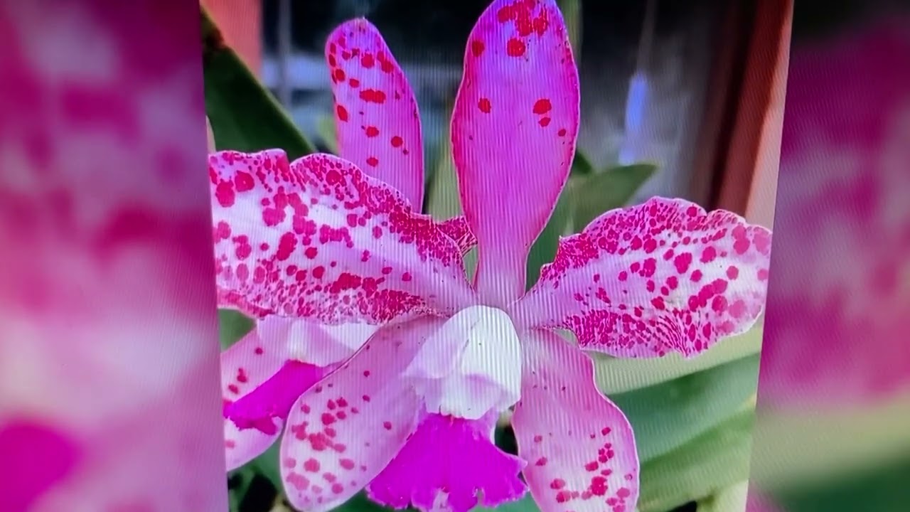 I LOVE FLOWERS AND DOLLS....