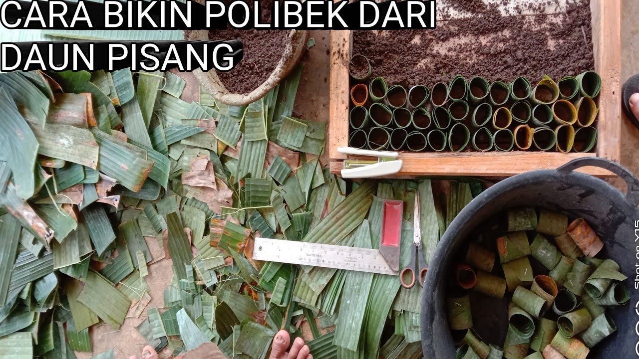 cara membuat polybag daun pisang