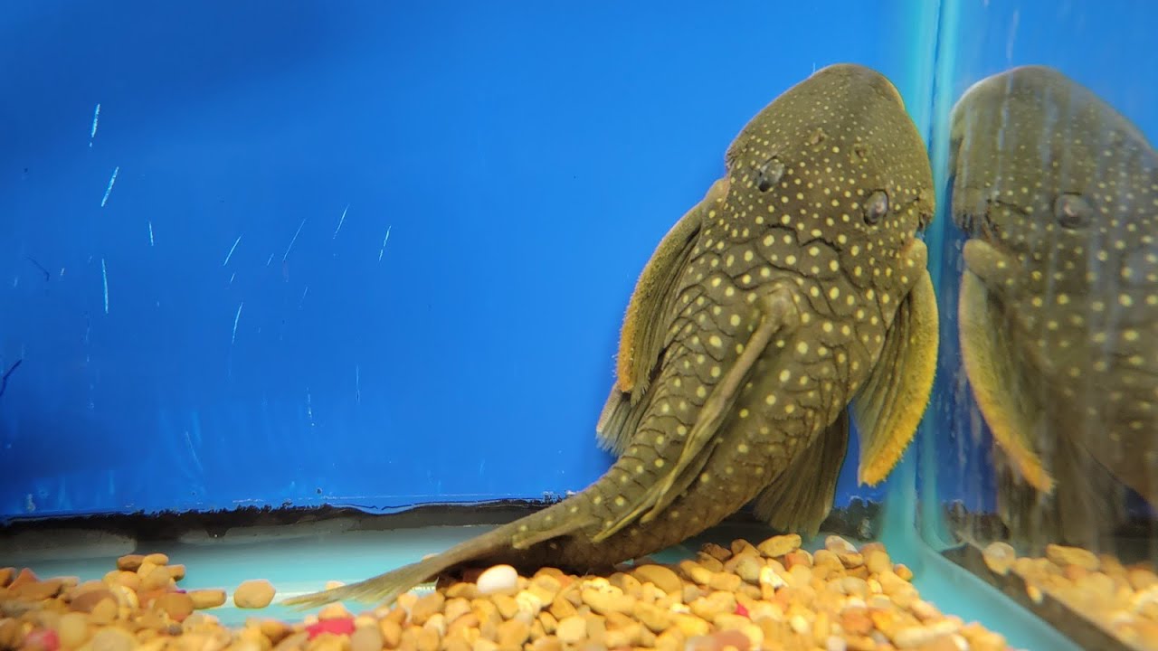 Pre-Holiday Unboxing with Dan & Megan - Holy Plecos