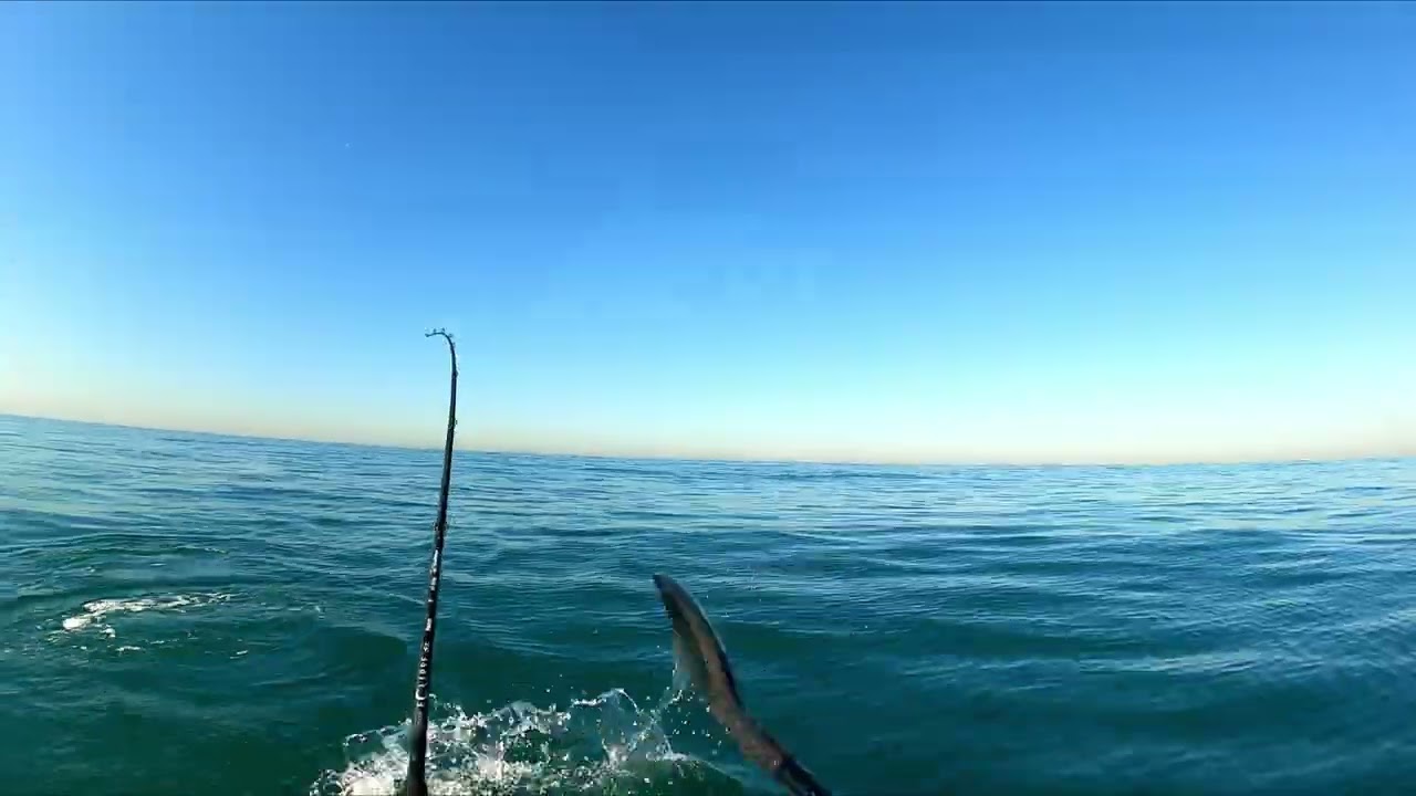 19-килограммовый Couta a Yellowspot Kingfish и Natal Snoek