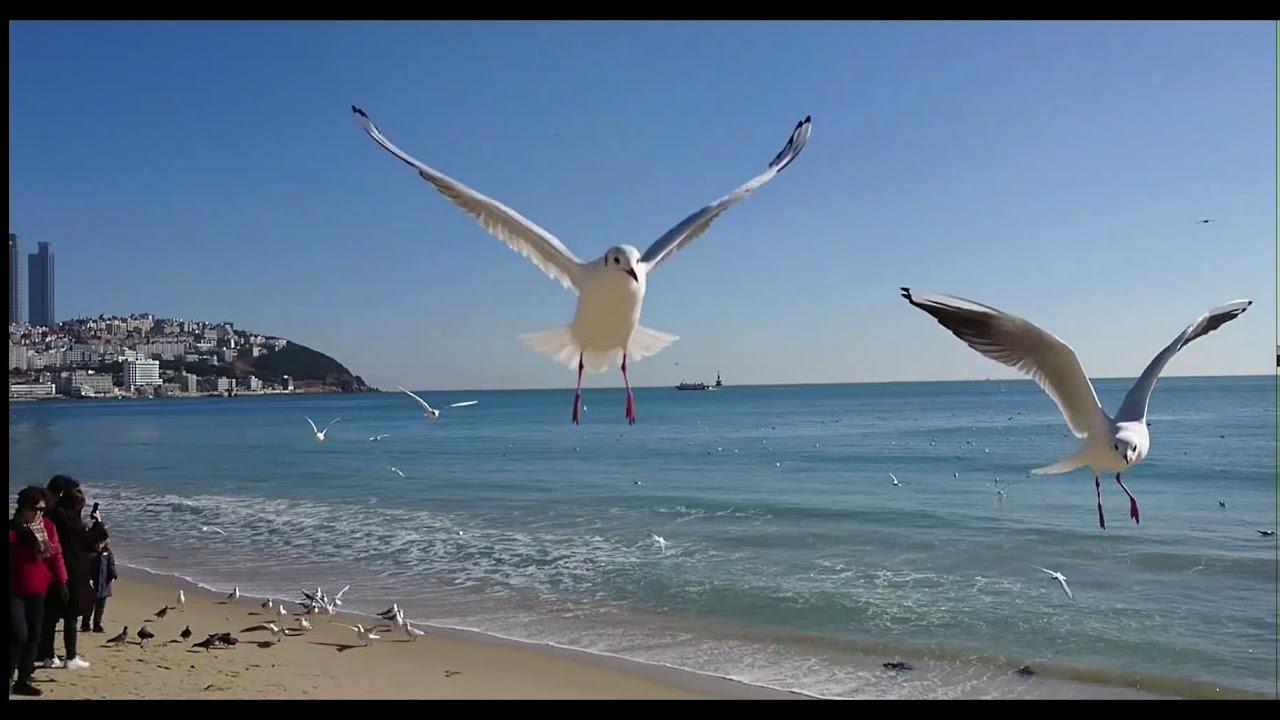 Train to Busan? No... this is dynamic Busan