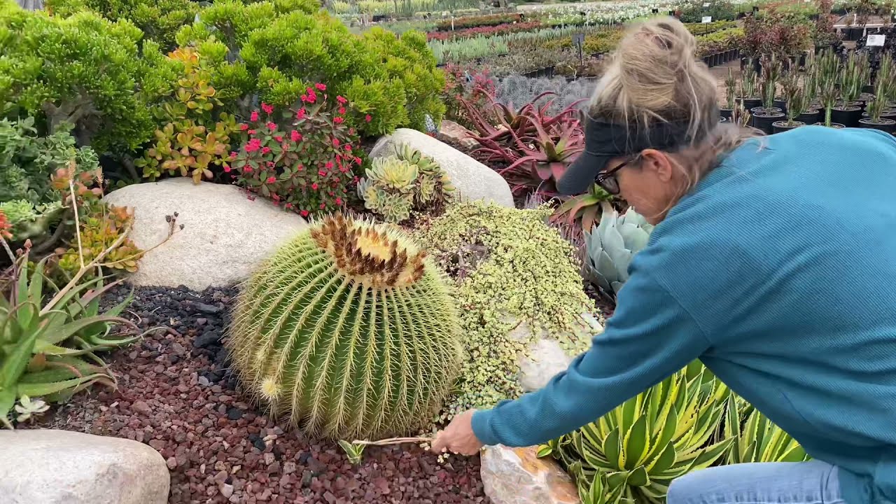 Join me at Waterwise Botanicals and on a Walkthrough of My Next Succulent Project