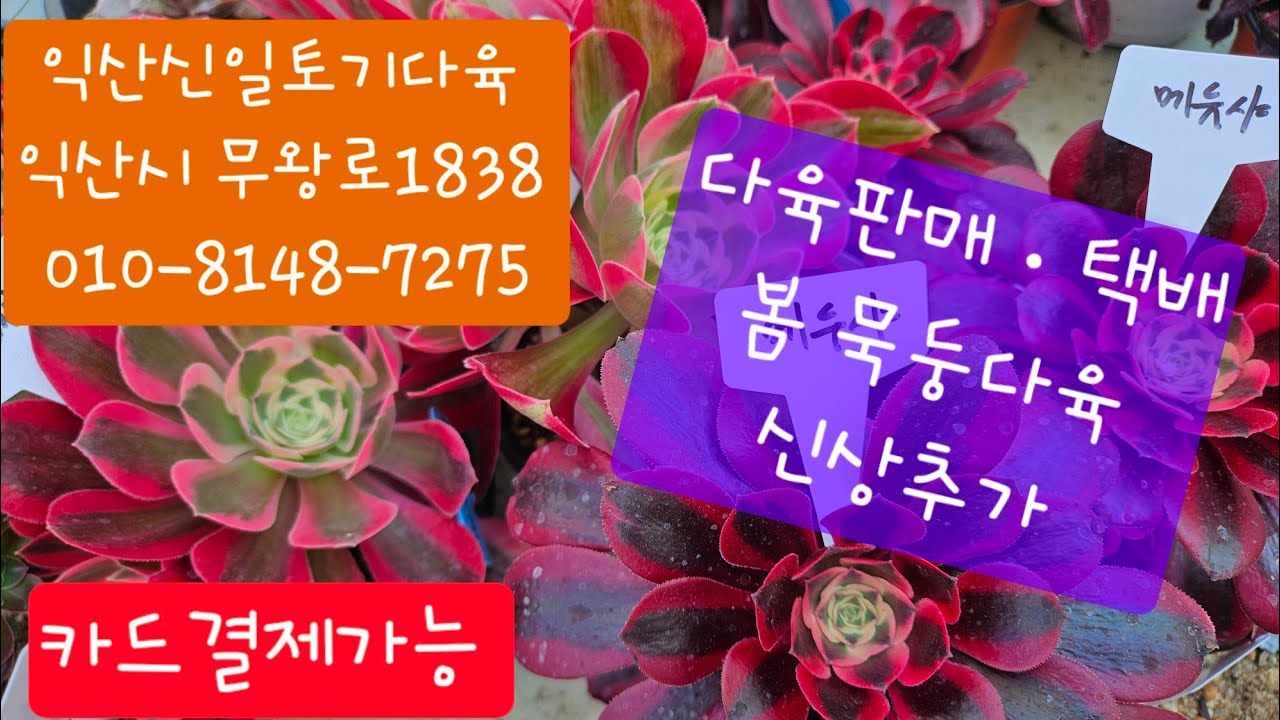 (익산신일토기다육)#다육판매#010-8148-7275#택배합니다♡봄묵둥다육♡신상추가#카드결제가능