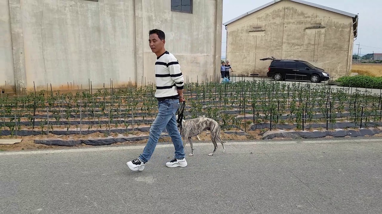 #휘핏#동물농장#방송출연#이찬종소장님                     훈련!!!