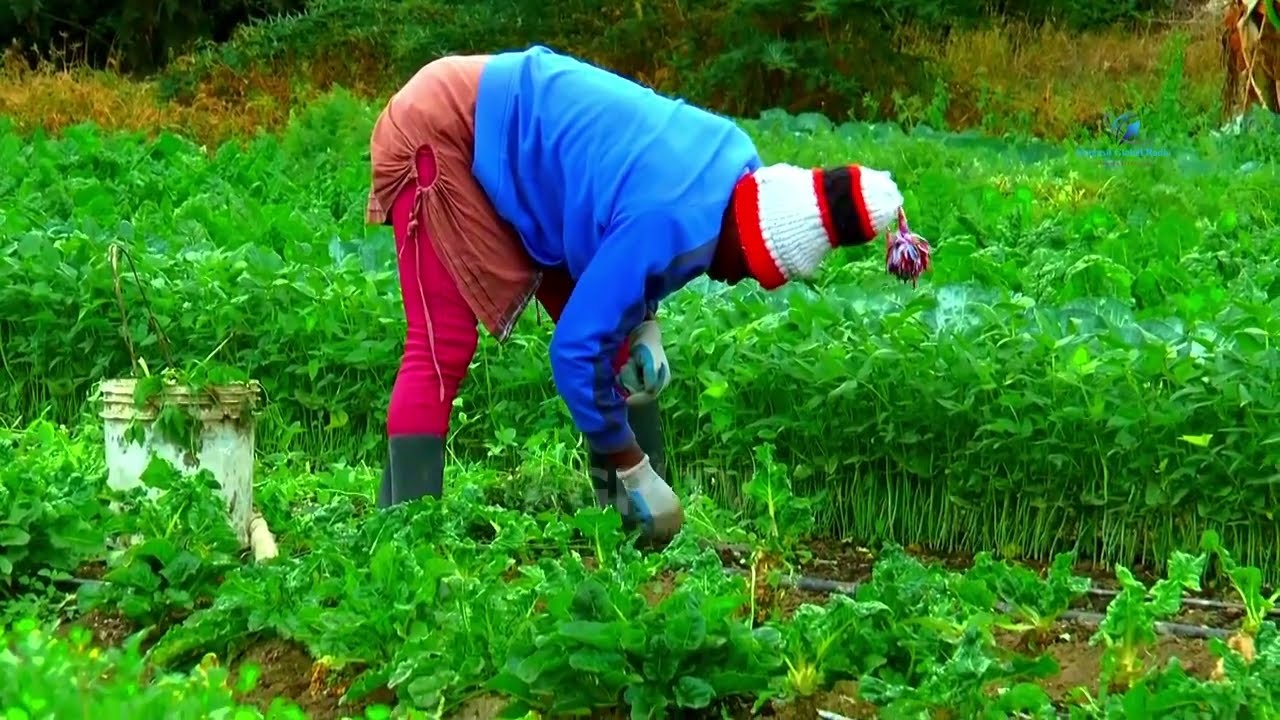 UNCLE FRED MACHOKA'S RANCH FARM TOUR IN  ISINYA KAJIADO COURTESY OF GRAND GRANITE SACCO