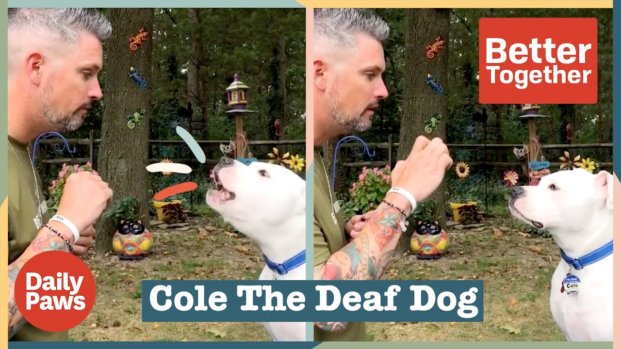 Chris and Cole The Deaf Dog Showcase the Joy of Special Needs Pets | Better Together | Daily Paws